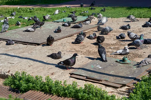 Una bandada de palomas se sienta en una losa de hormigón — Foto de Stock