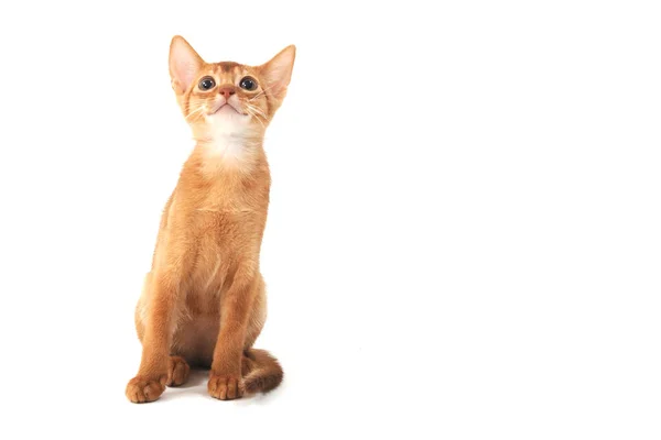 Abisinio jengibre gato se sienta sobre un fondo blanco —  Fotos de Stock