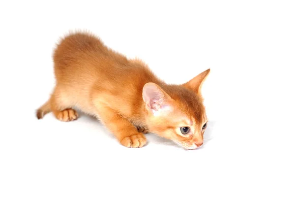 Абиссинская рыжая кошка лежит на белом фоне — стоковое фото