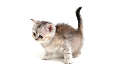 Gri çizgili safkan bir kedi yavrusu beyaz bir arka planda oturur.