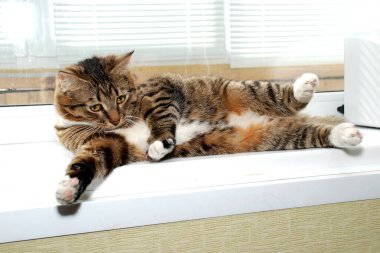 Gri çizgili bir kedi pencere eşiğinde yatıyor.