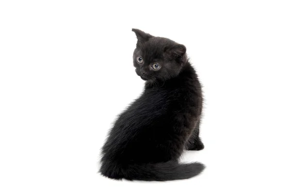 Chaton noir pur pelucheux assis sur un fond blanc — Photo