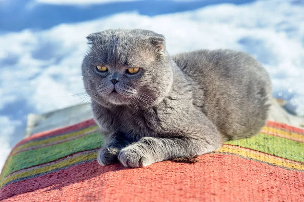 A lop-eared Scotsman is lying on the carpet and basking in the sun — Stock Photo, Image