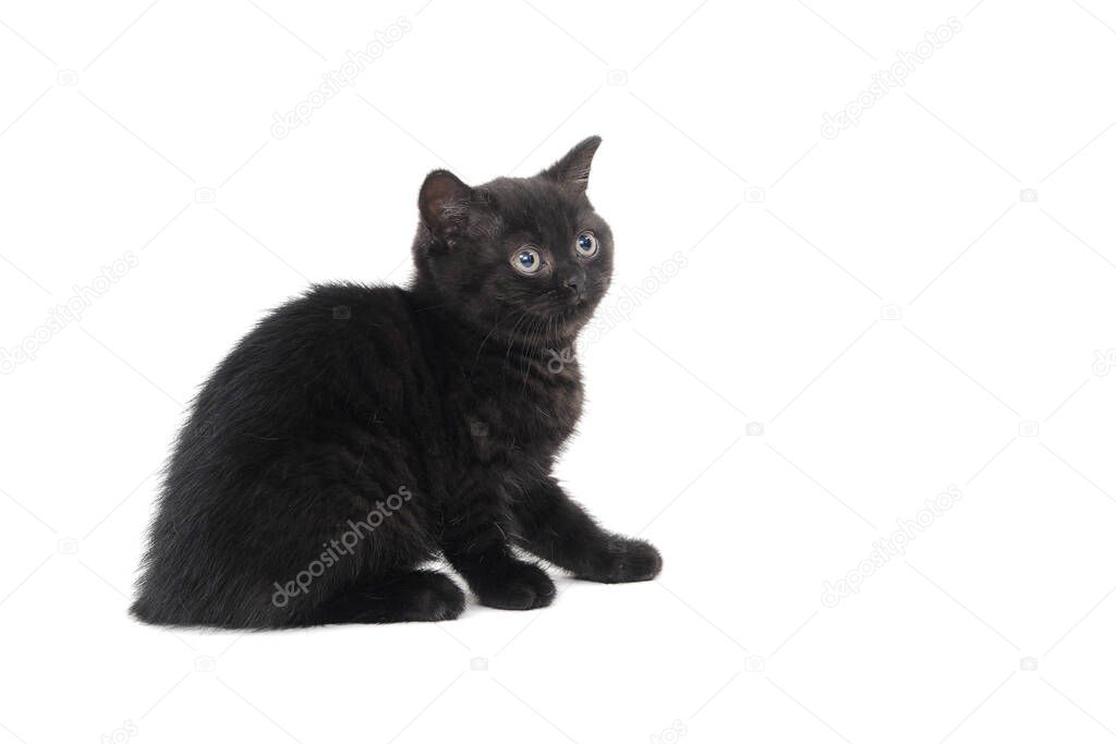 a fluffy purebred black kitten sits on a white isolated background