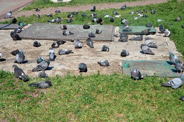 Una bandada de palomas se sienta en una losa de hormigón — Foto de Stock