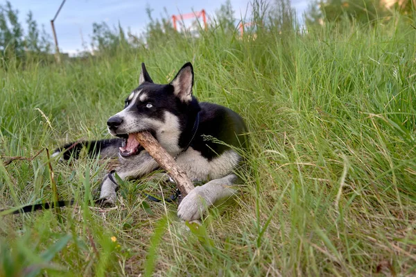 O husky está deitado na grama e roendo em um pau — Fotografia de Stock