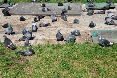 Bir güvercin sürüsü beton bir levhada oturur.