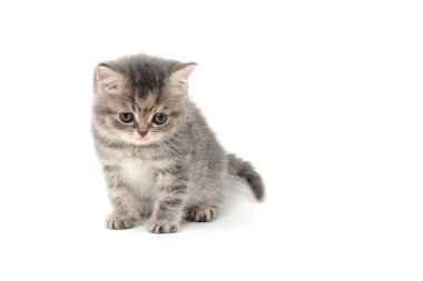 Gri çizgili safkan bir kedi yavrusu beyaz bir arka planda oturur.
