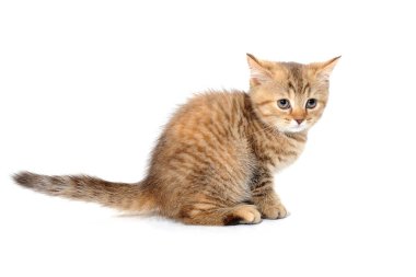 Kızıl çizgili safkan bir kedi yavrusu beyaz bir arka planda oturur.