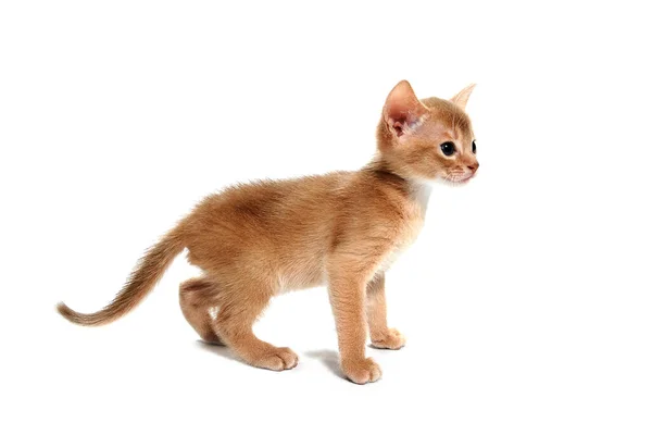 Abissínio gato vermelho fica em um fundo branco — Fotografia de Stock