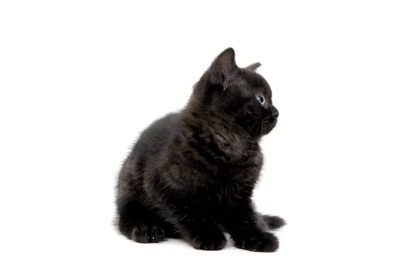 Bolyhos fajtiszta fekete cica fekszik egy elszigetelt háttér — Stock Fotó