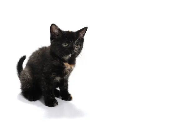 Черный пятнистый чистокровный котенок сидит на белом изолированном фоне — стоковое фото