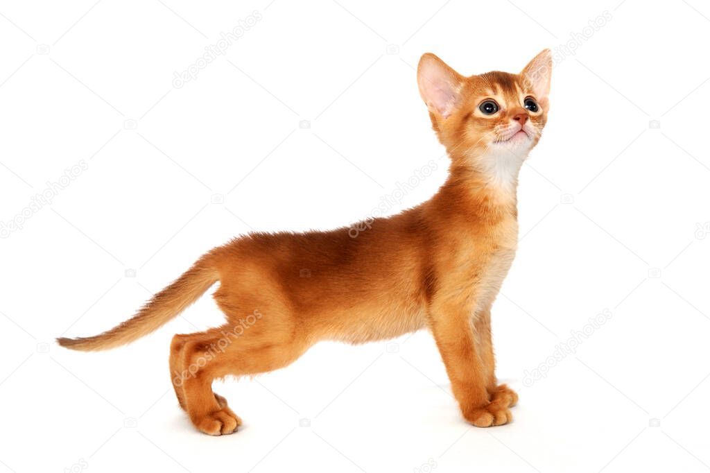 Abyssinian red cat stands on a white background