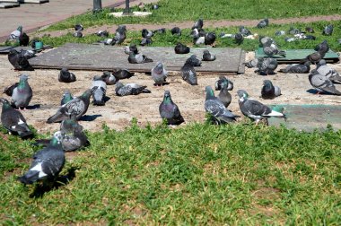 Bir güvercin sürüsü beton bir levhada oturur.