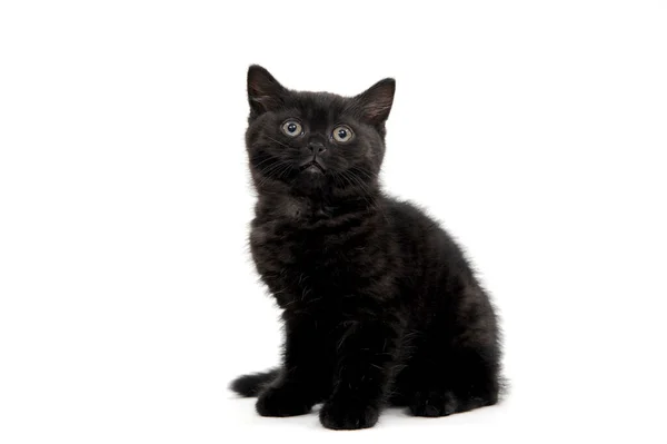 Peludo pura raza negro gatito se sienta en un blanco fondo — Foto de Stock