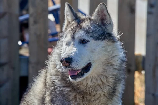 Portré egy husky kutya szájkosaráról közelkép — Stock Fotó
