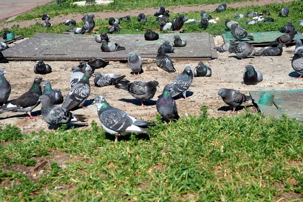 Una bandada de palomas se sienta en una losa de hormigón — Foto de Stock