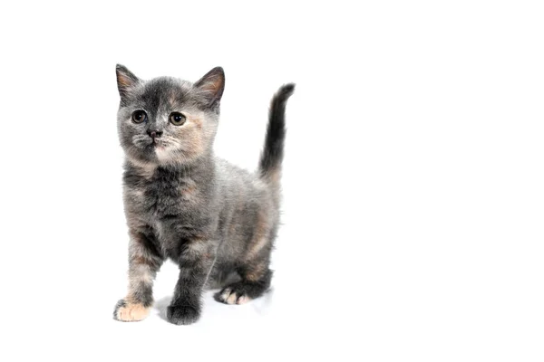 Un gattino di razza grigia si erge su uno sfondo bianco — Foto Stock