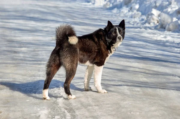 A kutya egy havas úton áll egy fagyos napon és félrenéz. — Stock Fotó