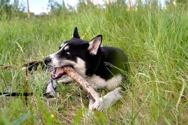 A husky a füvön fekszik, és egy botot rágcsál. — Stock Fotó