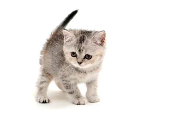Šedé nadýchané čistokrevné kotě stojí na bílém izolovaném pozadí — Stock fotografie