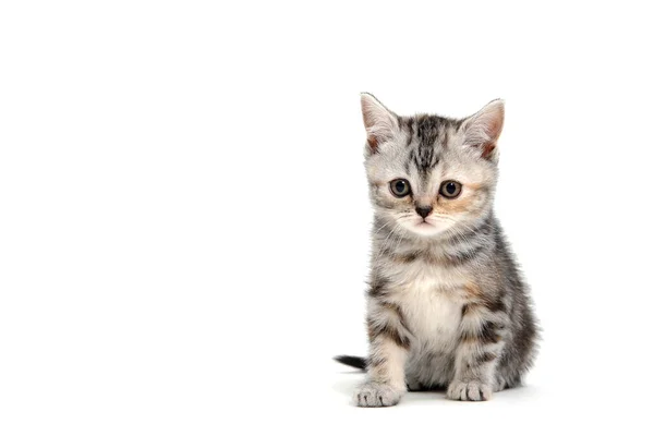 Tekir safkan kedi yavrusu beyaz izole bir zeminde oturur.