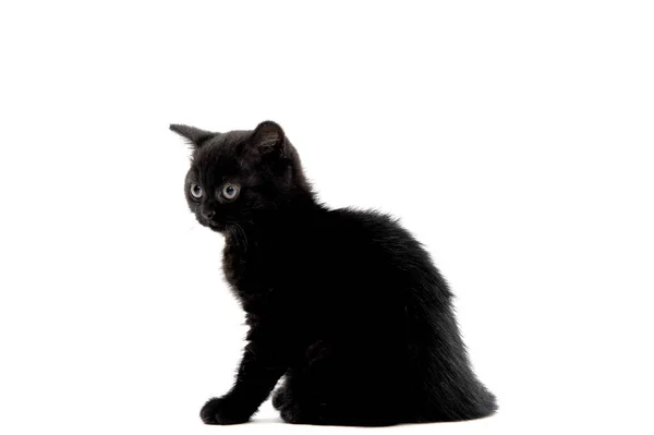 Черный пародийный котёнок сидит на белом изолированном фото — стоковое фото