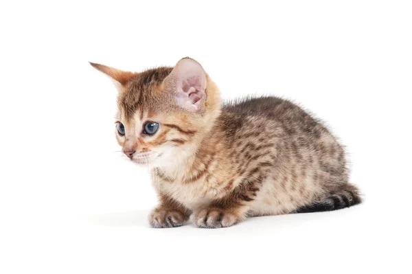 Tabby purebred gatito se sienta sobre un blanco aislado fondo — Foto de Stock