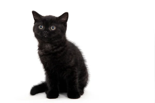 Siyah parodi kedisi beyaz izole fotoğrafta oturuyor. — Stok fotoğraf