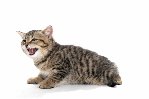 Un gatito de pura raza rayado gris se sienta sobre un fondo blanco —  Fotos de Stock