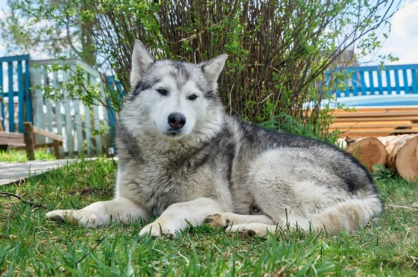 Husky kutya fekszik a füvön egy nyári napon — Stock Fotó