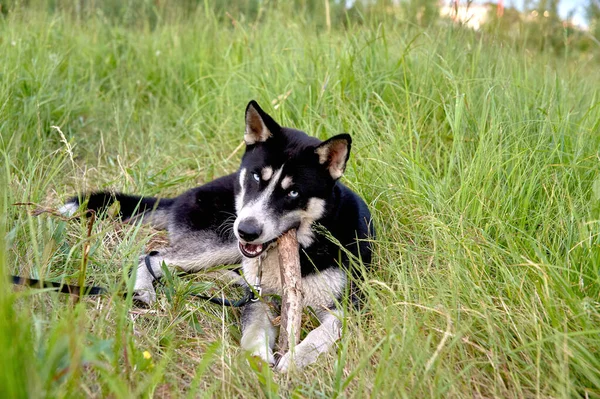 A husky a füvön fekszik, és egy botot rágcsál. — Stock Fotó