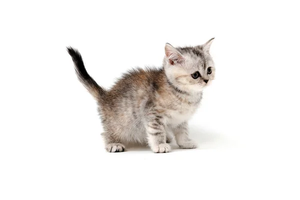 Gray fluffy purebred kitten stands on a white isolated background — Stock Photo, Image