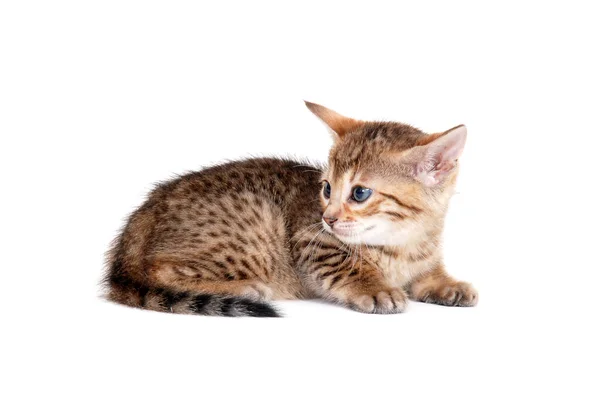 Tabby purebred gatito se sienta sobre un blanco aislado fondo — Foto de Stock