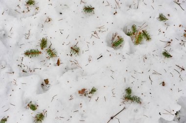 Noel ağacından düşen iğneler karın, arka planın ve dokunun üzerinde yatıyor.