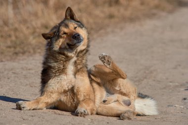 Tüylü bir köpek güneşli bir günde yolda yatıyor.