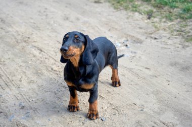 Dachshund köpeği toprak bir yolda duruyor.