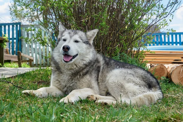 Husky dog lies on a grass on a summer day — Stock Photo, Image