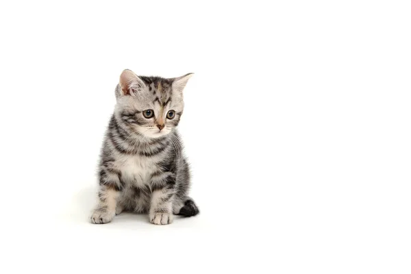 Een grijs volbloed pluizig katje zit op een witte geïsoleerde achtergrond — Stockfoto