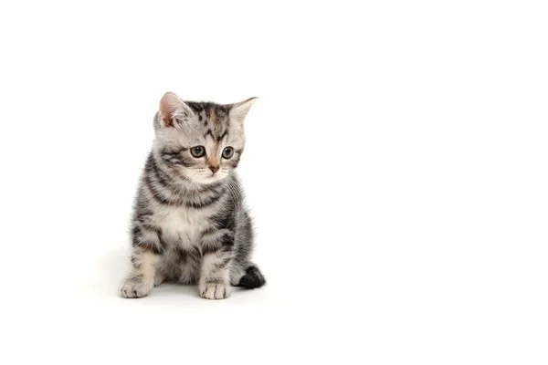 Um gatinho fofo de raça pura cinza senta-se em um fundo isolado branco — Fotografia de Stock