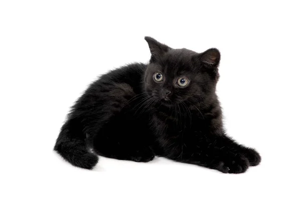 Пушистый чистокровный черный котенок лежит на изолированном фоне — стоковое фото