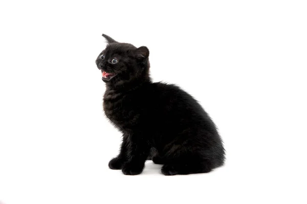 Yumuşak tüylü siyah kedi yavrusu soyutlanmış bir arka planda yatıyor. — Stok fotoğraf