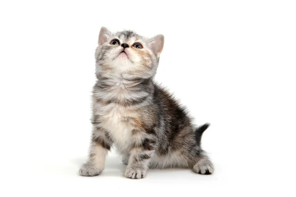 A gray purebred fluffy kitten sits on a white isolated background — Stock Photo, Image
