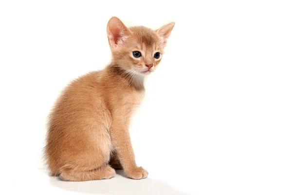 Gengibre listrado puro gato sentado no branco isolado fundo — Fotografia de Stock