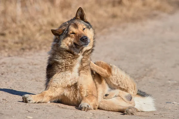 Tüylü bir köpek güneşli bir günde yolda yatıyor.