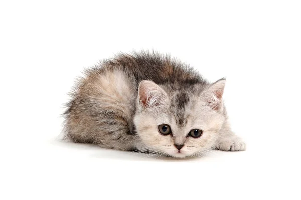 Tabby purebred gatito se sienta sobre un blanco aislado fondo — Foto de Stock