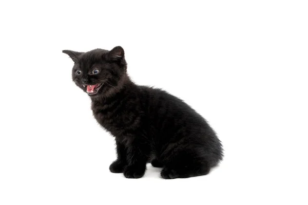 Beyaz bir arka planda oturan siyah safkan bir kedi yavrusu. — Stok fotoğraf