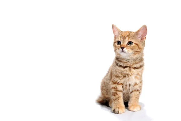 Zencefilli çizgili safkan kedi beyaz yalıtılmış arka planda oturuyor