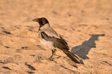 Güneşli bir akşamda kumların üzerinde bir karga duruyor.