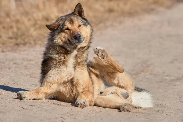 Tüylü bir köpek güneşli bir günde yolda yatıyor.